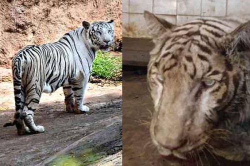 Hyderabad Zoo loses white Bengal tiger 'Abhimanyu'