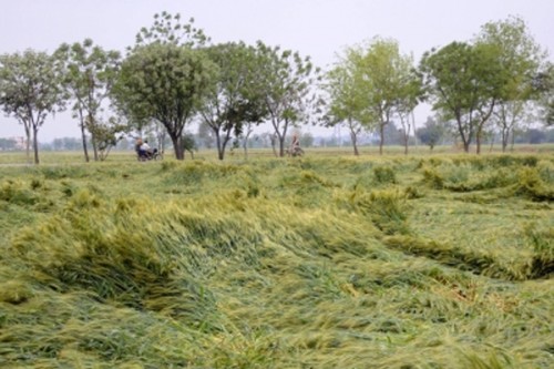 More untimely rain add to Telangana farmers' woes