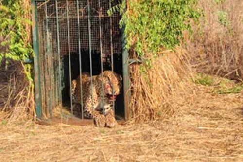 Elusive leopard finally trapped near Hyderabad Airport