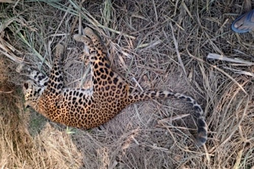 A leopard was found dead in Telangana's Nalgonda district 