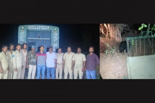 Telangana: Rescued sloth bear released in forest