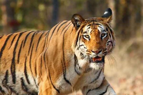 Search continues for missing tigers in Telangana forest