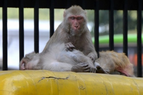 70-year-old Telangana woman mauled by monkeys dies